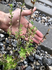 Cuphea carthagenensis