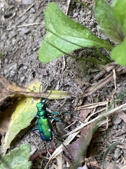 Cicindela sexguttata