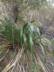 Phormium cookianum