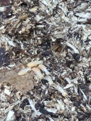 Reticulitermes flavipes