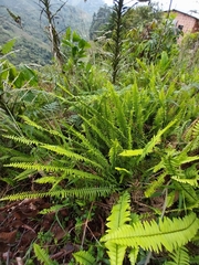 Nephrolepis exaltata