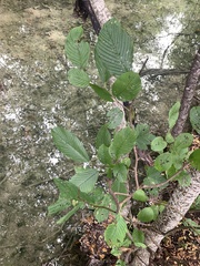 Rhamnus fallax