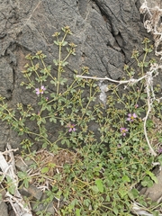 Fagonia chilensis