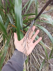 Phormium cookianum