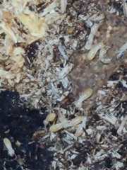 Reticulitermes flavipes