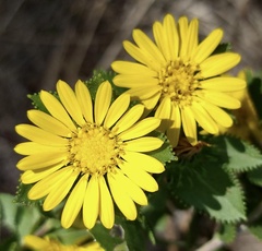 Grindelia adenodonta