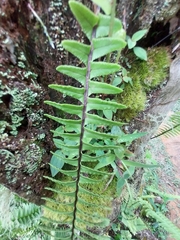 Nephrolepis exaltata