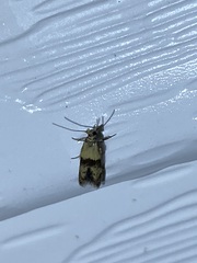 Pigritia