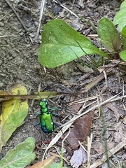 Cicindela sexguttata