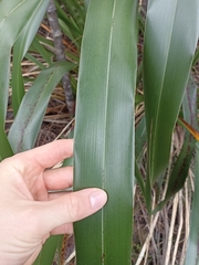 Phormium cookianum