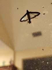 Diaphania