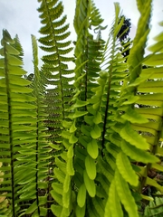 Nephrolepis exaltata
