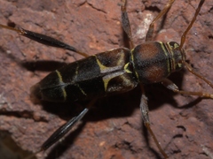 Neoclytus mucronatus