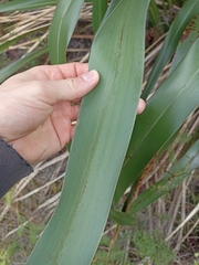 Phormium cookianum