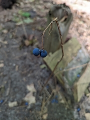 Caulophyllum thalictroides