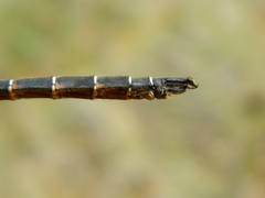 Somatochlora cingulata