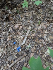 Caulophyllum thalictroides
