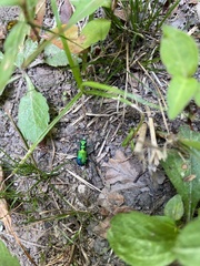 Cicindela sexguttata