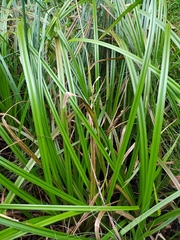 Scirpus sylvaticus