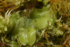 Conocephalum conicum