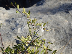 Rhamnus oleoides
