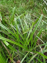Scirpus sylvaticus