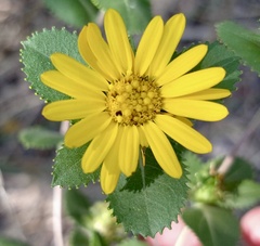 Grindelia adenodonta