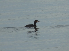 Podiceps cristatus