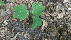 Acer nigrum