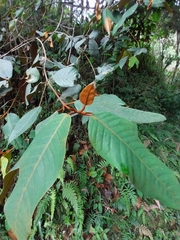 Vismia baccifera