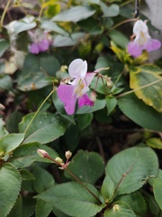 Impatiens balfourii