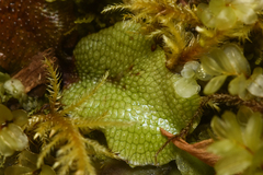 Conocephalum conicum