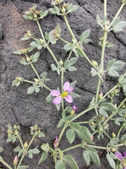 Fagonia chilensis