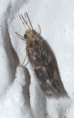 Hydroptilidae