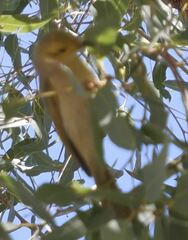 Ptilotula penicillata