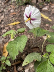 Lycianthes acapulcensis