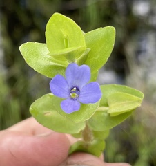 Bacopa caroliniana