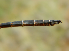 Somatochlora cingulata