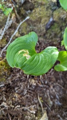 Parallelomma vittatum