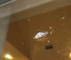 Diaphania