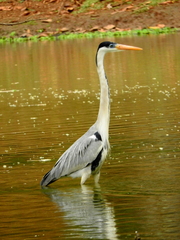 Ardea cocoi