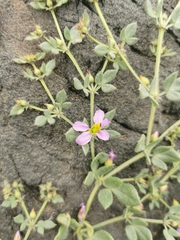 Fagonia chilensis