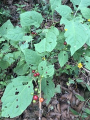 Witheringia mexicana