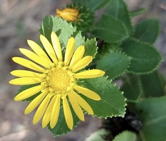 Grindelia adenodonta