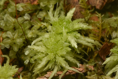 Sphagnum