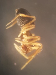 Metopobactrus prominulus