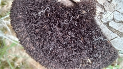 Hexagonia