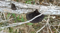 Hexagonia