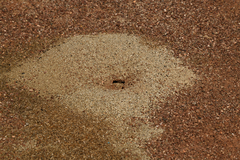 Veromessor pergandei