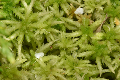 Sphagnum squarrosum